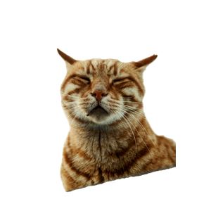 Close Up Of A Relaxed Ginger Cat Enjoying The Outdoors In Istanbul, TüRkiye. 13025 - Cat PNG image with transparent background
